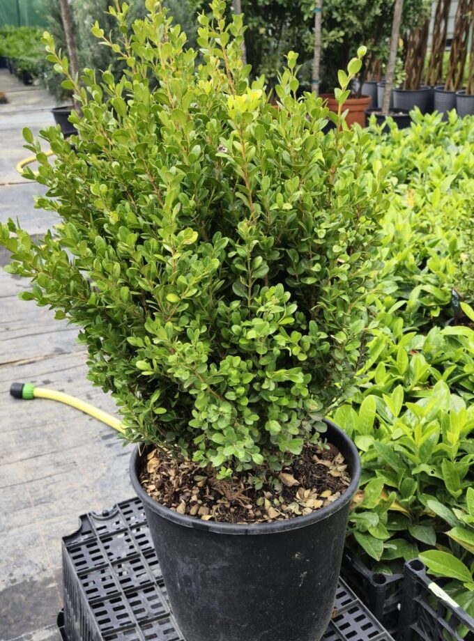Buxus Semperivens